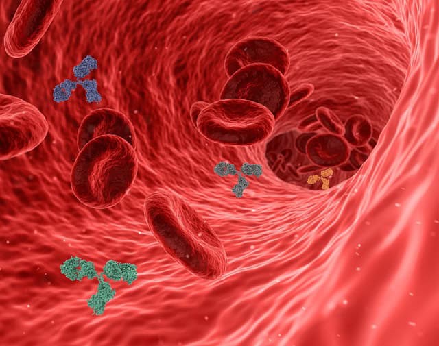 virus, pathogen, antibody, antibodies, immune system, red blood cells, blood vessel, artery, vein, capillary, inflammation, disease, immunity, infection, health, medical, 3d, human body, circulation, antibody, antibody, antibody, antibodies, antibodies, immune system, immune system, immune system, immune system, blood vessel, blood vessel, blood vessel, blood vessel, artery, inflammation, inflammation, inflammation, inflammation, inflammation, immunity, human body, human body, circulation